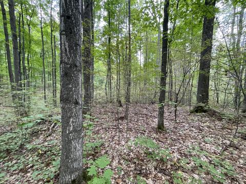 tbd N Watkins Drive 1008acres Frederic Mi 49733 Dr #10.08ACRES, Frederic, MI 49733 photo 21