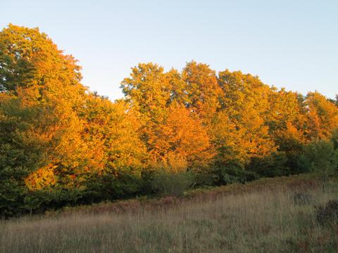 Carlson, Cheboygan, MI 49721