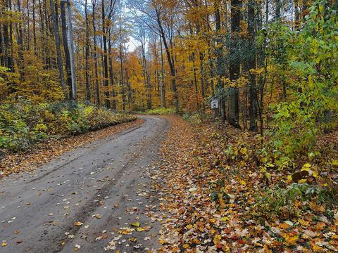 11428 Wilderness Trl, Vanderbilt, MI 49795 photo 27