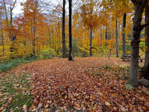 11428 Wilderness Trl, Vanderbilt, MI 49795 photo 32