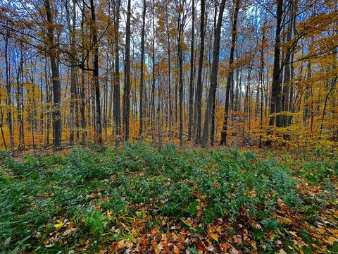 11428 Wilderness Trl, Vanderbilt, MI 49795 photo 24