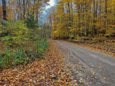 11428 Wilderness Trl, Vanderbilt, MI 49795 photo 28