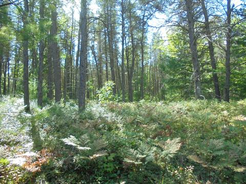 Us-23 Highway, Ocqueoc, MI 49759