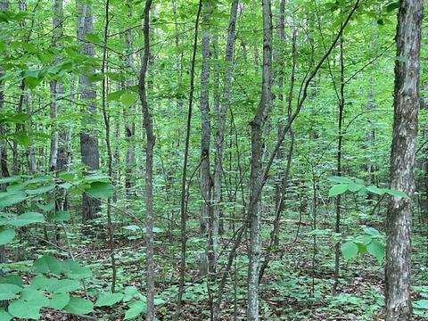 15315 Maple Glen Drive Wolverine Mi 49799 Dr, Wolverine, MI 49799 photo 2