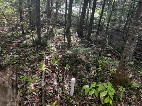 9 5 Acre Lot Roth Road Pellston Mi 49769 Rd, Pellston, MI 49769 photo 9