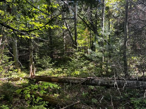 9 5 Acre Lot Roth Road Pellston Mi 49769 Rd, Pellston, MI 49769 photo 6