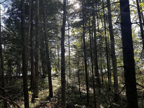 9 5 Acre Lot Roth Road Pellston Mi 49769 Rd, Pellston, MI 49769 photo 8