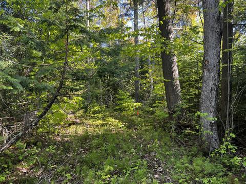 9 5 Acre Lot Roth Road Pellston Mi 49769 Rd, Pellston, MI 49769 photo 12