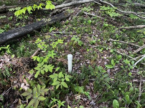 9 5 Acre Lot Roth Road Pellston Mi 49769 Rd, Pellston, MI 49769 photo 7