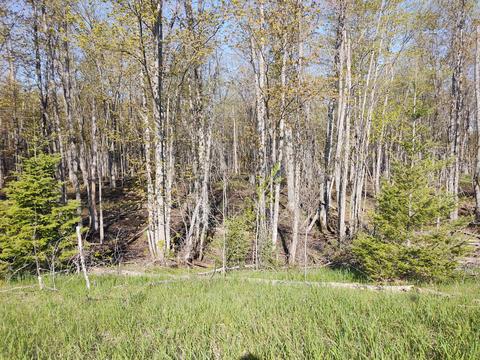 M-65 North, Posen, MI 49776