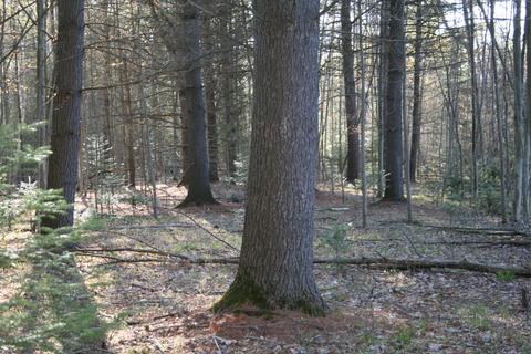 18 Acres M-65, Twining, MI 48766 photo 4