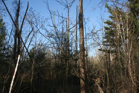 18 Acres M-65, Twining, MI 48766 photo 6