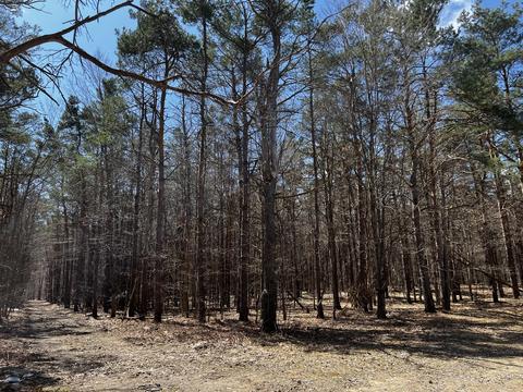 4824 Soderquist Rd, Mancelona, MI 49659 photo 14
