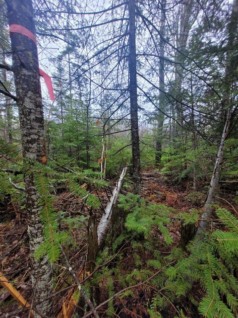 lot Apt 430 Jay Lane Ocqueoc Mi 49759 Ln, Ocqueoc, MI 49759