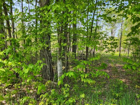 10 Acres Farrier Road Hillman Mi 49746 Rd, Hillman, MI 49746