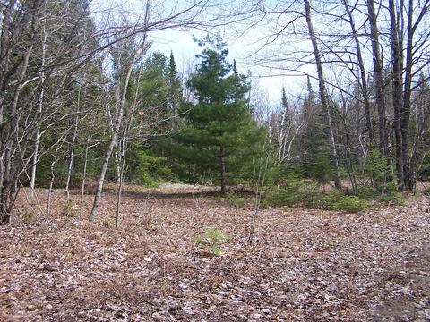 Mast Point Road, Ocqueoc, MI 49759