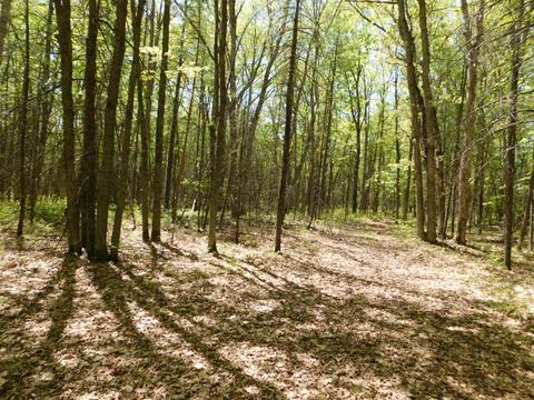 10 West Jones Lake Road #10 ACRES, Grayling, MI 49738