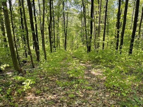 2400 Tower Rd, Vanderbilt, MI 49795 photo 17
