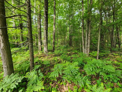 Luella Street, Topinabee, MI 49791