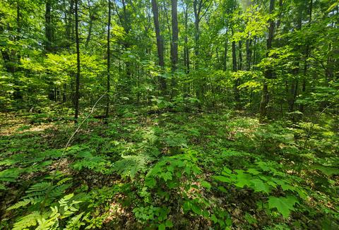 Clarissa Street, Topinabee, MI 49791