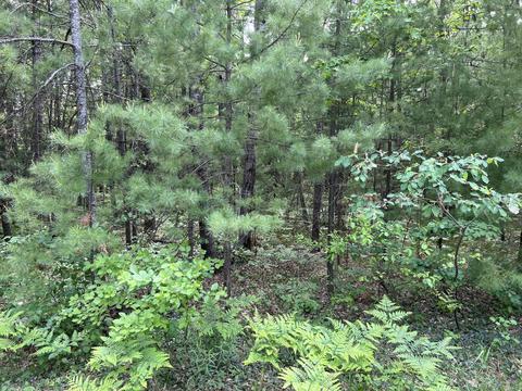 Helen Drive, Grayling, MI 49738 photo 2