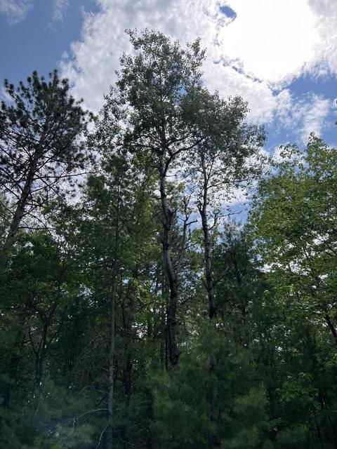 Helen Drive, Grayling, MI 49738 photo 7