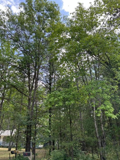 Helen Drive, Grayling, MI 49738 photo 8