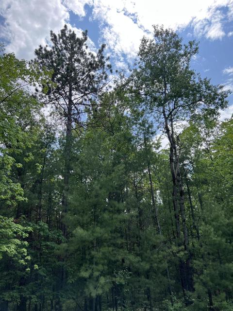 Helen Drive, Grayling, MI 49738 photo 3