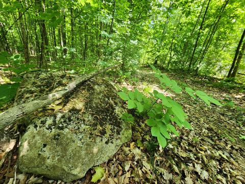 Winding Trail, Fairview, MI 48621 photo 16