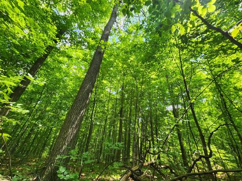 Winding Trail, Fairview, MI 48621 photo 19
