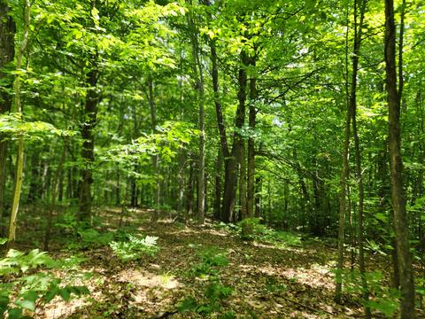 Winding Trail, Fairview, MI 48621 photo 14