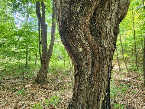 Winding Trail, Fairview, MI 48621 photo 6