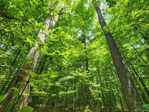 Winding Trail, Fairview, MI 48621 photo 18