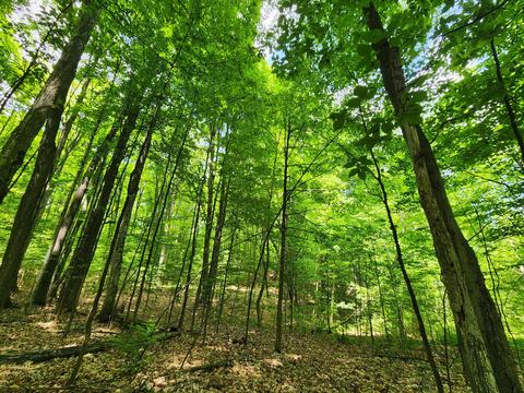 Winding Trail, Fairview, MI 48621 photo 41
