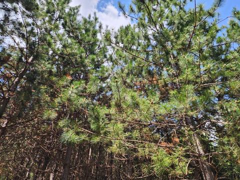 Winding Trail, Fairview, MI 48621 photo 29