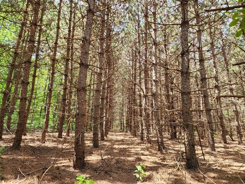 Winding Trail, Fairview, MI 48621 photo 28