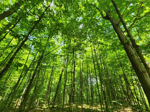 Winding Trail, Fairview, MI 48621 photo 23