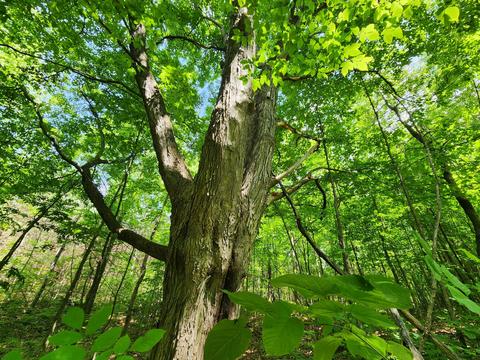 Winding Trail, Fairview, MI 48621 photo 25