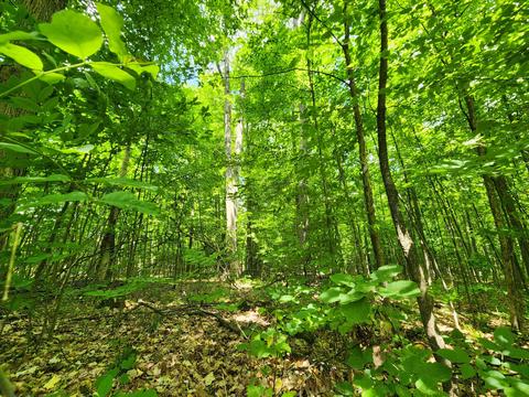 Winding Trail, Fairview, MI 48621 photo 17