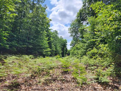 Winding Trail, Fairview, MI 48621 photo 11