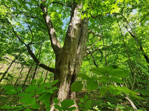 Winding Trail, Fairview, MI 48621 photo 26