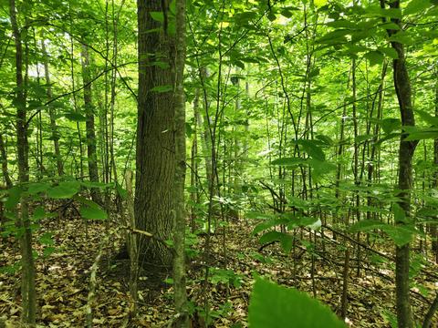 Winding Trail, Fairview, MI 48621 photo 13