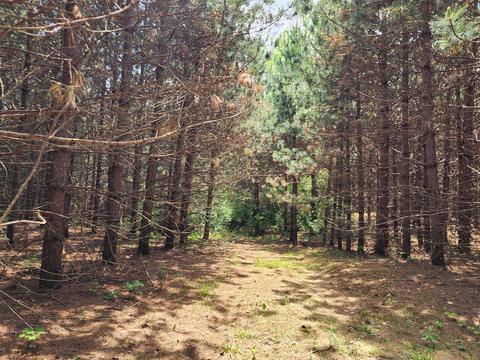 Winding Trail, Fairview, MI 48621 photo 39