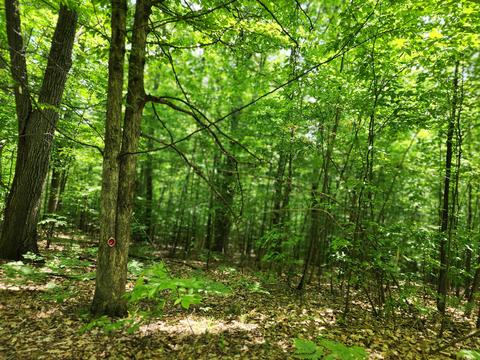 Winding Trail, Fairview, MI 48621 photo 15