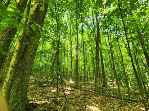 Winding Trail, Fairview, MI 48621 photo 20