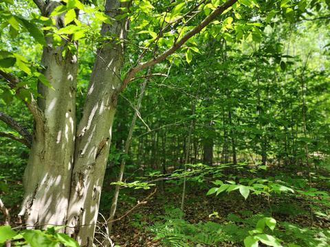 Winding Trail, Fairview, MI 48621 photo 4