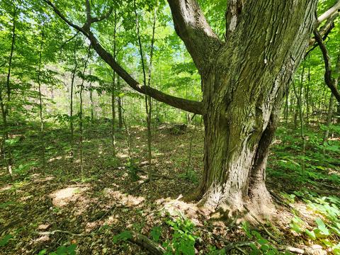 Winding Trail, Fairview, MI 48621 photo 27