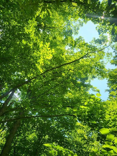 Winding Trail, Fairview, MI 48621 photo 5