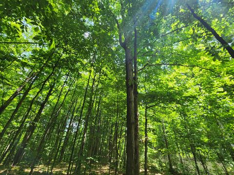 Winding Trail, Fairview, MI 48621 photo 22