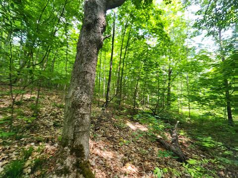 Winding Trail, Fairview, MI 48621 photo 43